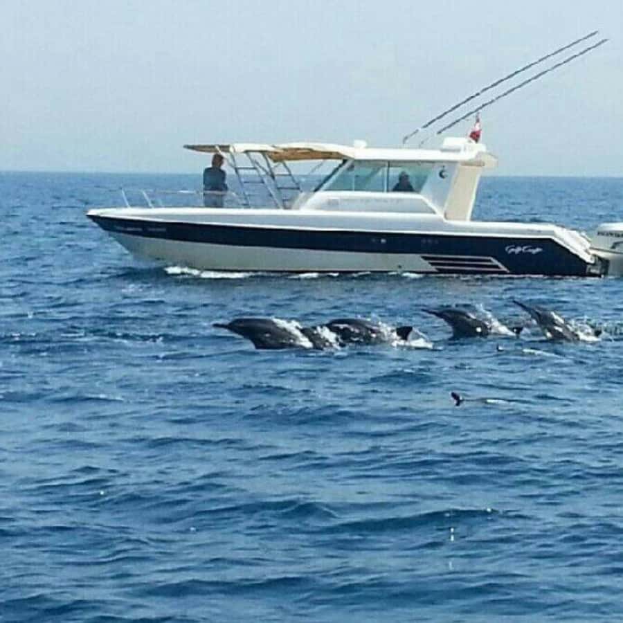 Muscat: Dolphin Watching and Snorkeling Trip - Two hours watching dolphins along the Muscat coast