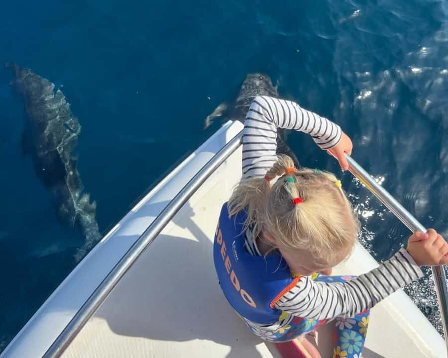Muscat: Dolphin Watching Boat Amazing Trip - Key points to know before you book