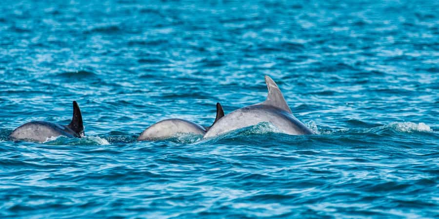 Muscat: Dolphin Watching Boat Amazing Trip - The return along the shoreline