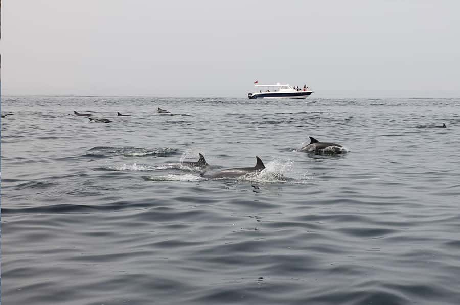 Muscat: Dolphin Watching Boat Amazing Trip - Who will enjoy this Muscat boat trip