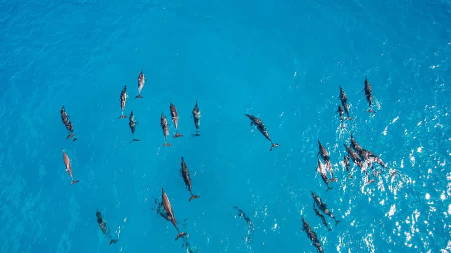 Muscat: Dolphin Watching Boat Amazing Trip - How to improve your chances of a good outing