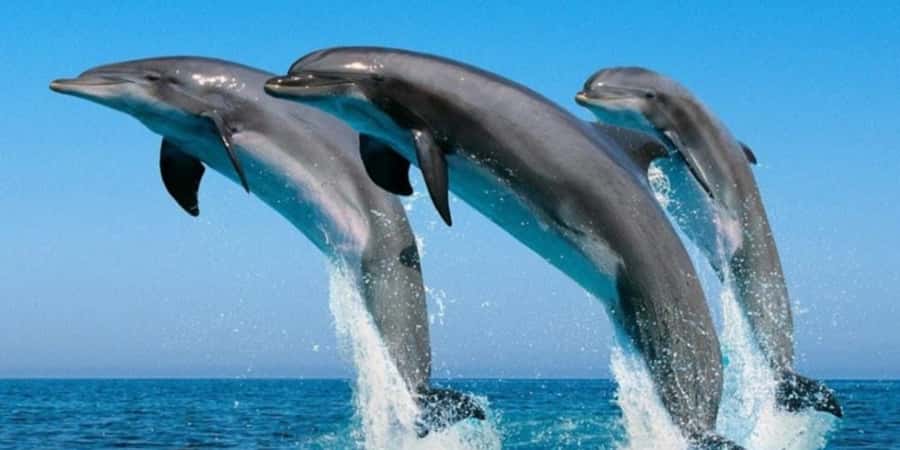 Muscat: Dolphin Watching Boat Tour - Key points to know before you book