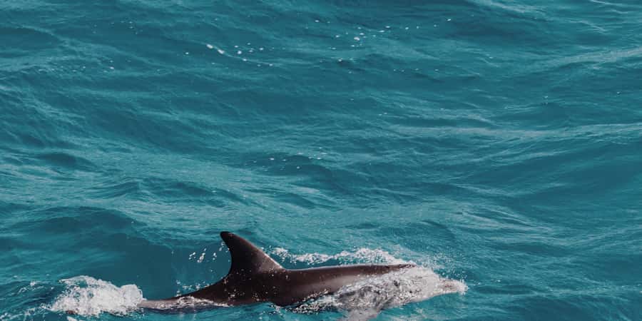 Muscat: Dolphin Watching Boat Tour - Searching offshore for dolphins
