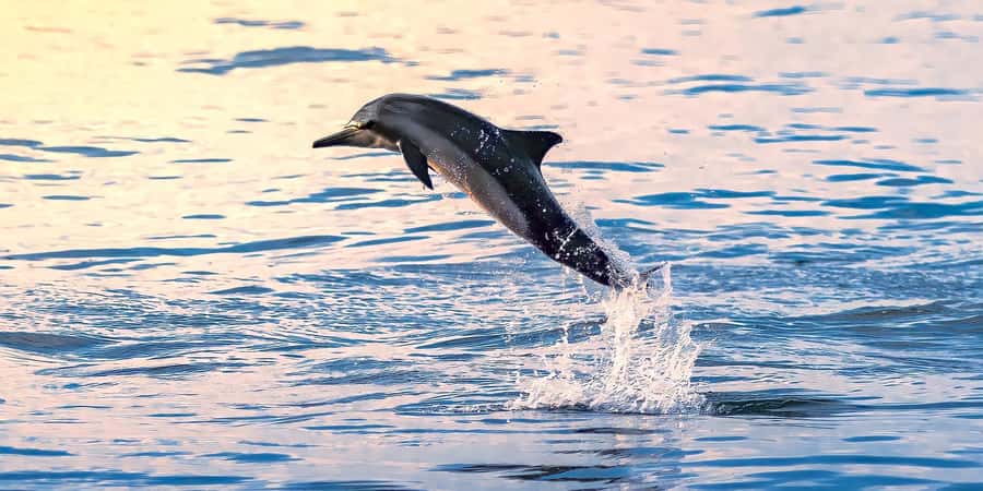 Muscat: Dolphin Watching Boat Tour - Leaving Marina Bandar Al Rowdha