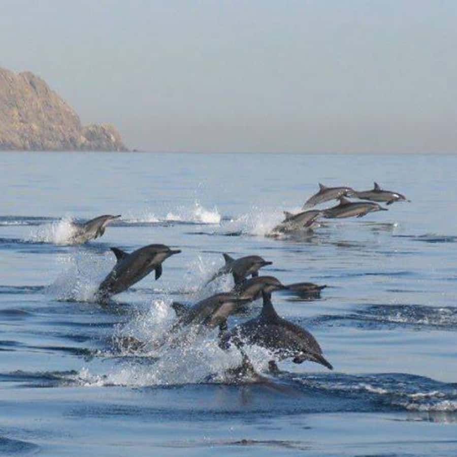 Muscat: Dolphin Watching Boat Trip with Snacks & Local Guide - What the Boat Ride Feels Like