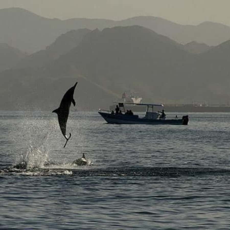Muscat: Dolphin Watching Boat Trip with Snacks & Local Guide - Hotel Pickup and the Small Details That Matter