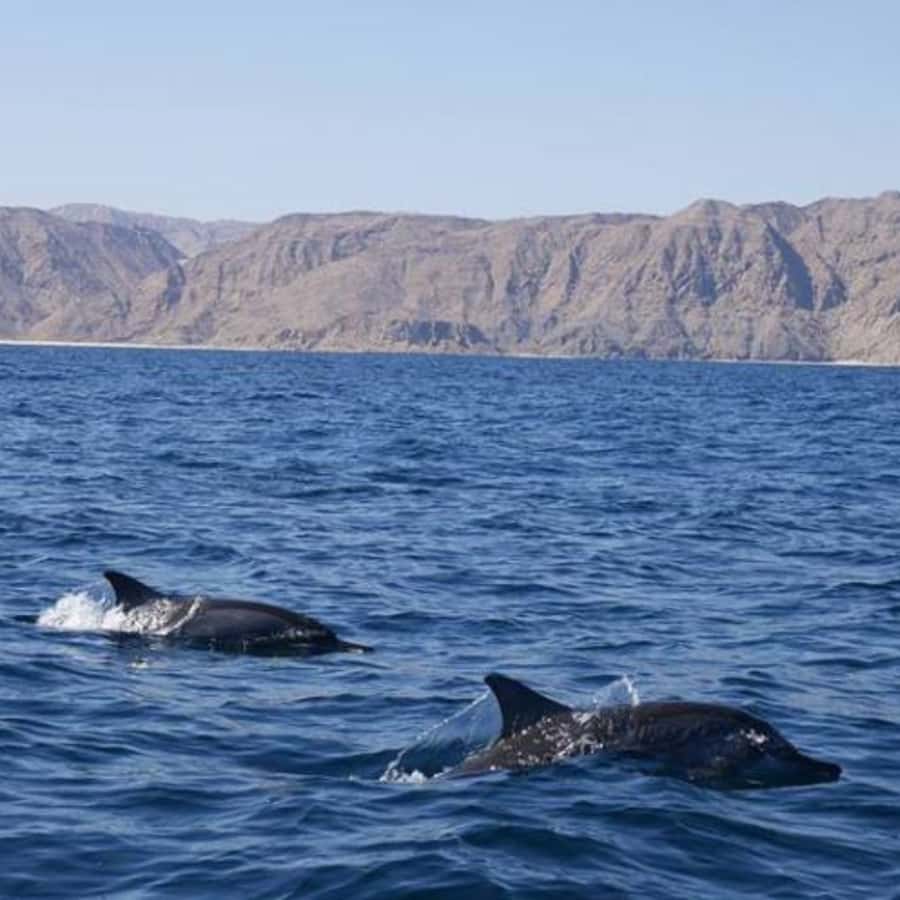 Muscat: Dolphin Watching Boat Trip with Snacks & Local Guide - Is $60 a Fair Price?