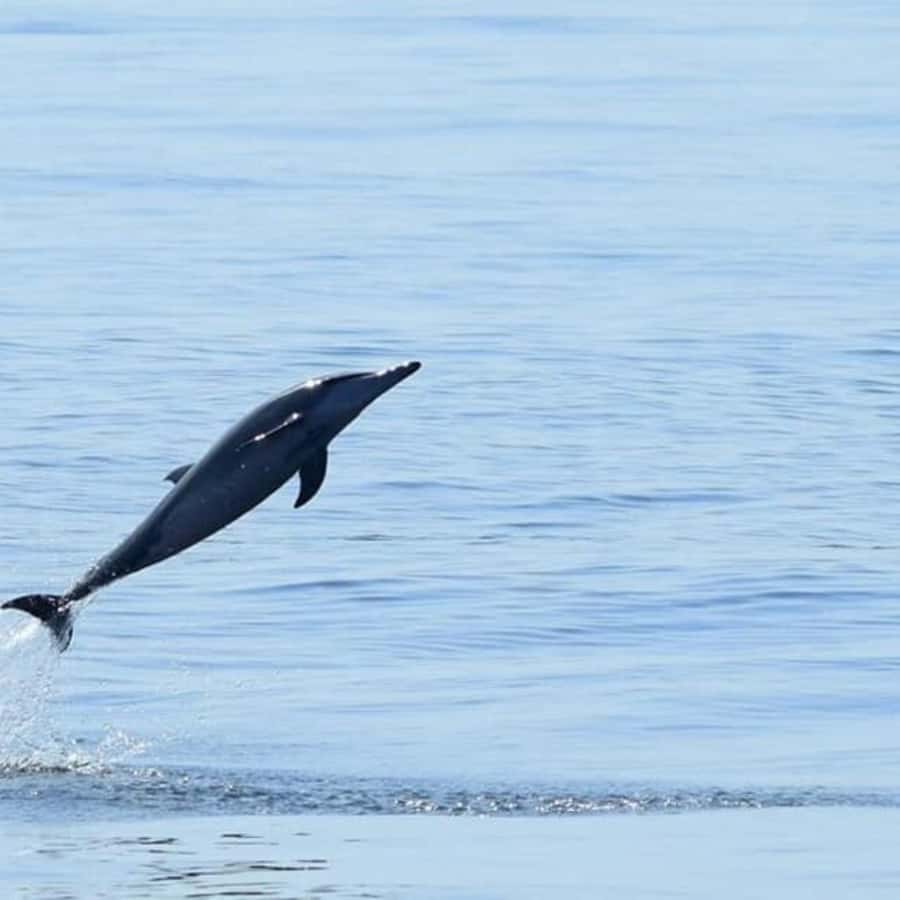 Muscat: Dolphin Watching Boat Trip with Snacks & Local Guide - How to Improve Your Chances of a Good Morning
