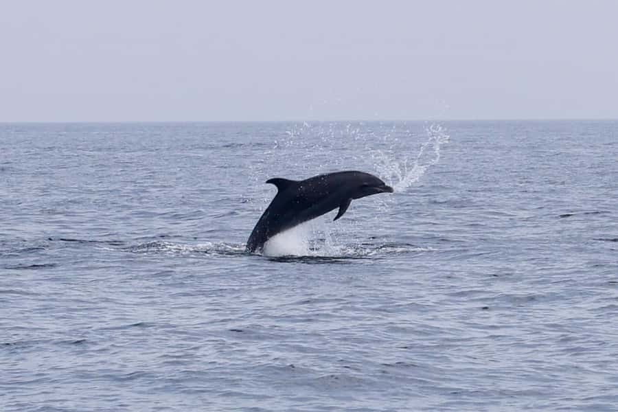 Muscat Dolphin Watching & Coastal Sightseeing Tour - What happens when dolphins appear