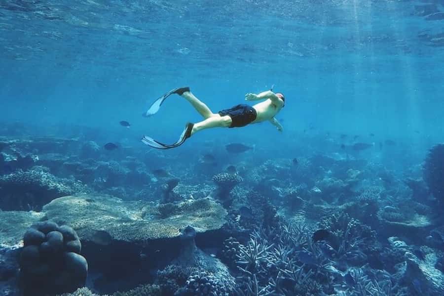 Muscat: Snorkeling and Dolphin Watching Tour - Is $50 a fair price?