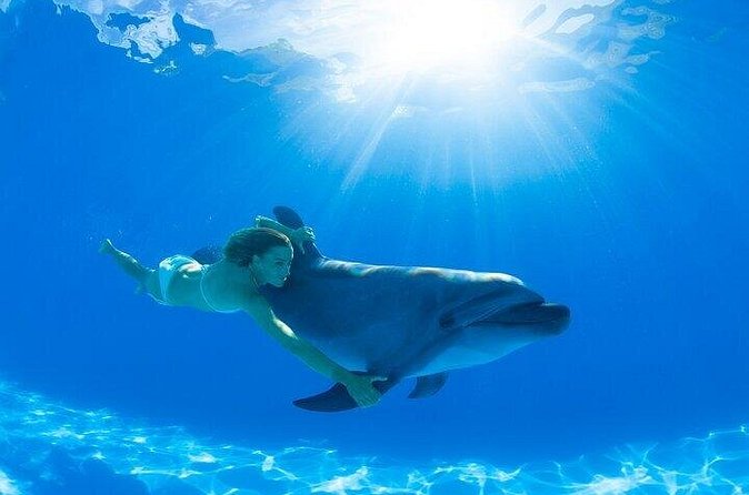 Must-DO The only and Unique Natural Space Dolphin Encounter Cabo - The San Jose del Cabo location