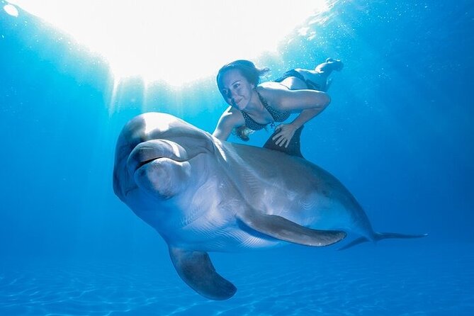 Must-DO The only and Unique Natural Space Dolphin Encounter Cabo - What happens during the one-hour session