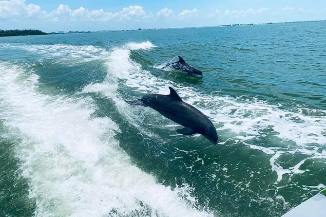 Myrtle Beach Dolphin Cruise - Quick take: what makes this cruise worth considering