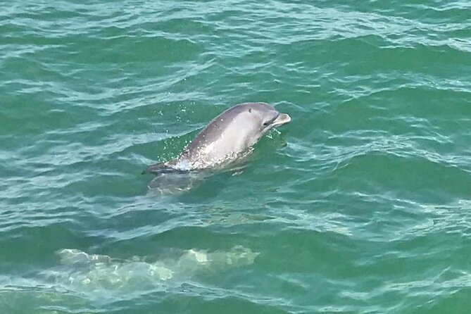 Myrtle Beach Dolphin Cruise - Timing, weather, and cancellation details