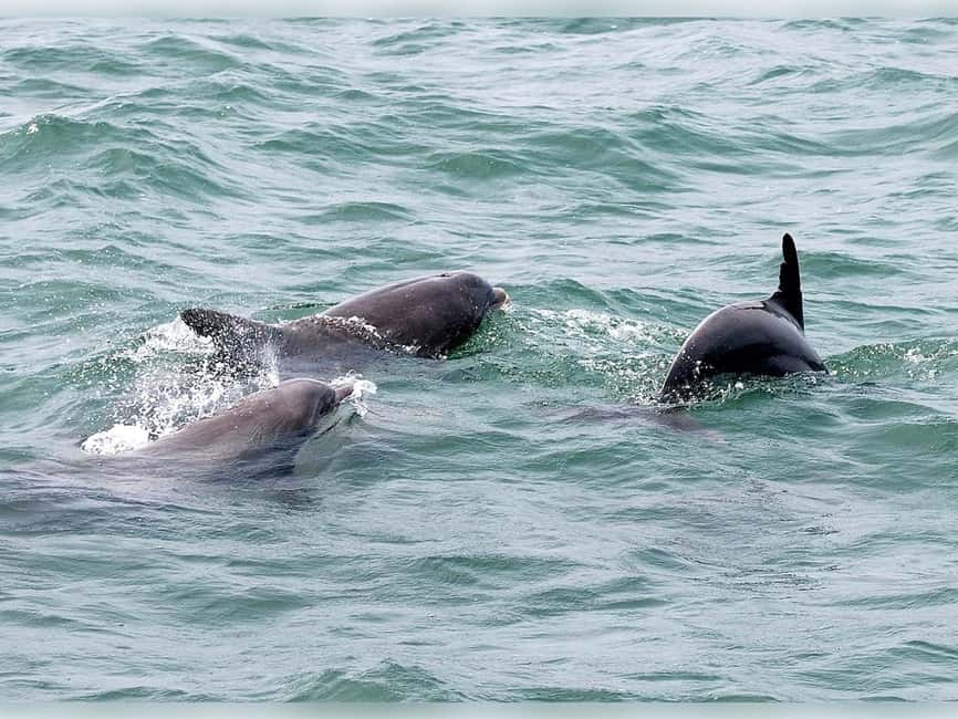 Myrtle Beach: Dolphin Cruise on the Sea Screamer - Key points to know before you board