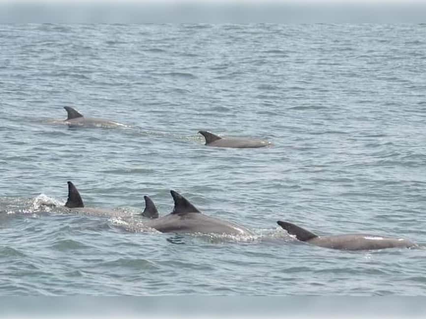 Myrtle Beach: Dolphin Cruise on the Sea Screamer - From the Intracoastal Waterway to the jetty