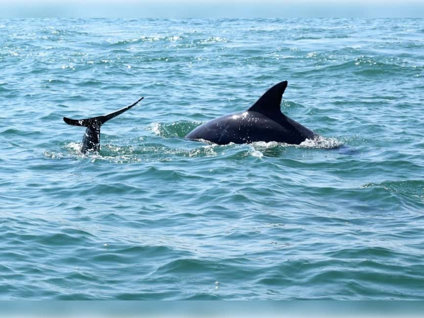 Myrtle Beach: Dolphin Cruise on the Sea Thunder - Key points to know before you go