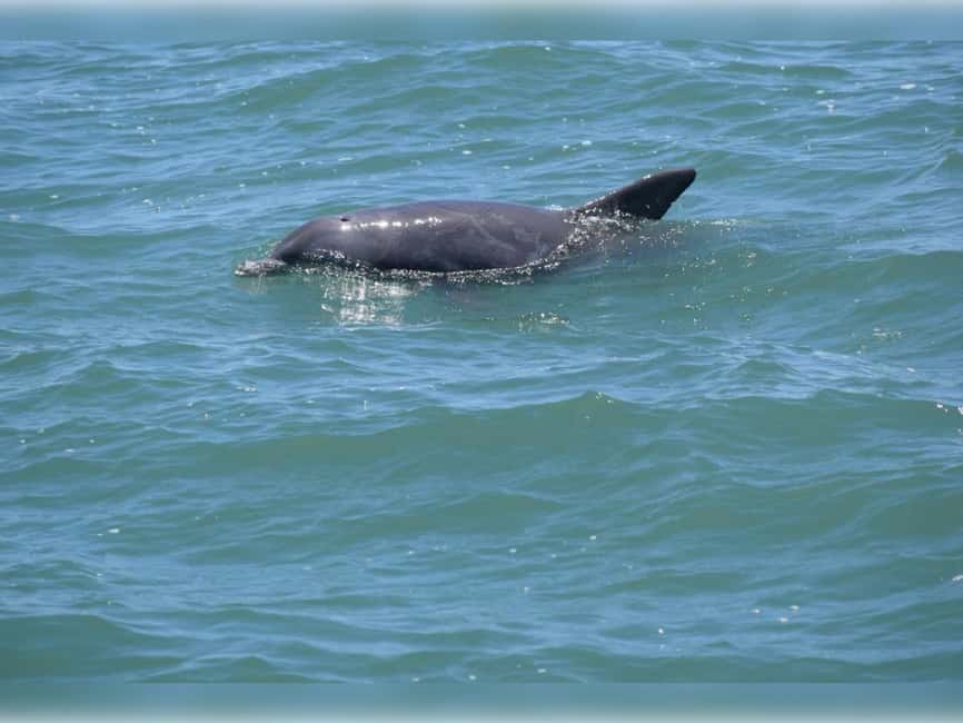 Myrtle Beach: Dolphin Cruise on the Sea Thunder - Small details that make the trip better