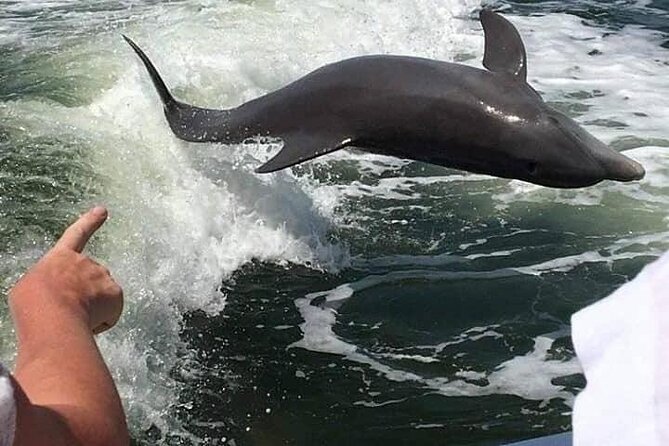 Myrtle Beach Dolphin Cruise - Searching for dolphins in open water
