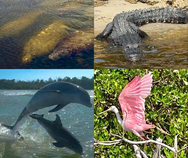 Naples, FL: Manatee, Dolphin, 10,000 Islands Beach Eco Tour - Key points to know before you book