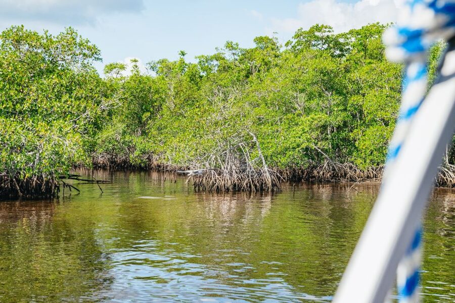Naples, FL: Manatee, Dolphin, 10,000 Islands Beach Eco Tour - What the guide adds to the experience