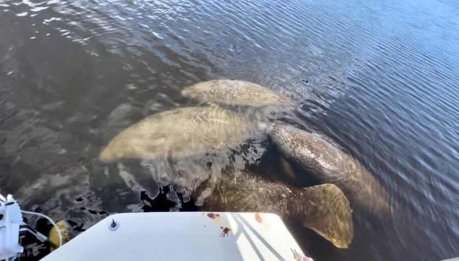 Naples, FL: Manatee, Dolphin, 10,000 Islands Beach Eco Tour - Harbor views, mangrove channels, and bright water