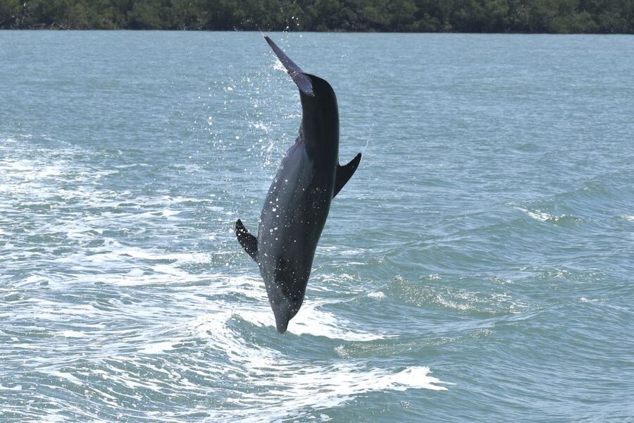 Naples, FL: Manatee, Dolphin, 10,000 Islands Sunset Cruise - From Port of the Islands to the Ten Thousand Islands
