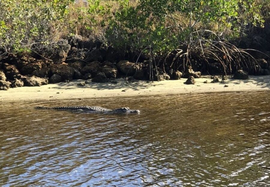 Naples, FL: Manatee, Dolphin, 10,000 Islands Sunset Cruise - Sunset across the Gulf waters