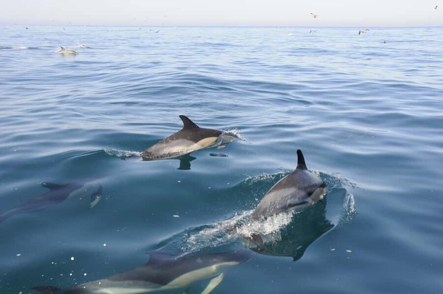 Nazaré: Dolphin Safari - Setting off from Avenida Manuel Remígio