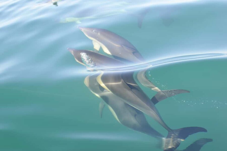 Nazaré: Dolphin Safari - Searching the Atlantic for wild dolphins