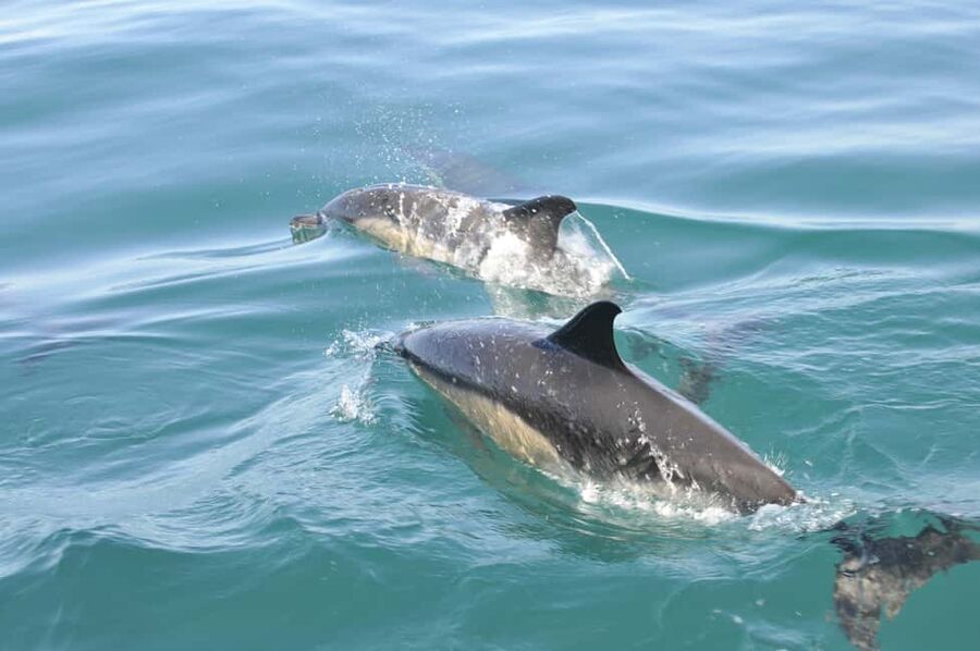 Nazaré: Dolphin Safari - What happens if the sea turns rough