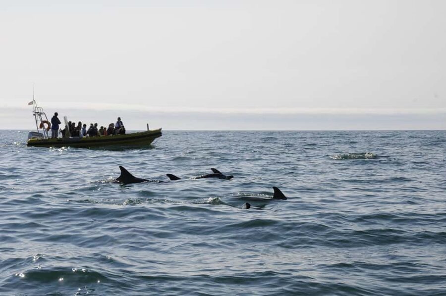 Nazaré: Dolphin Safari - When dolphins ride the bow wave