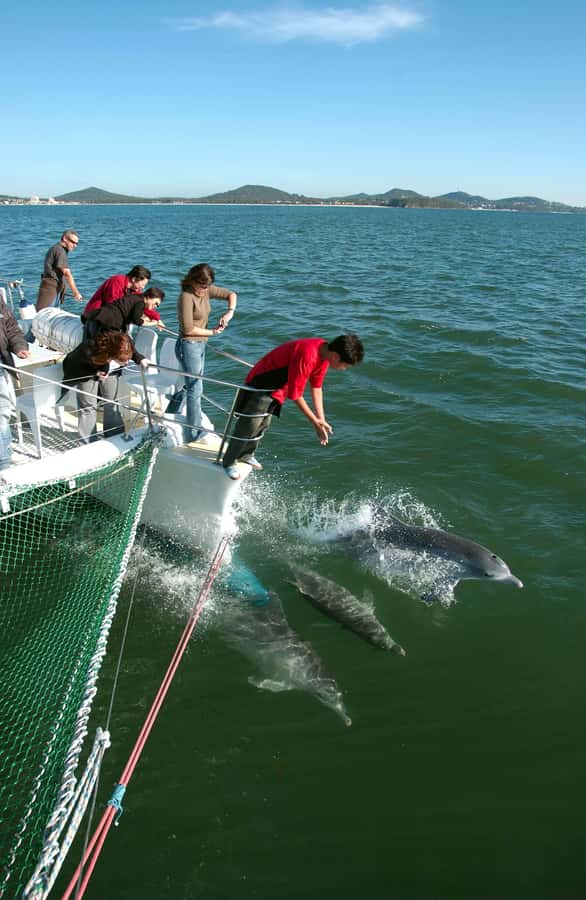 Nelson Bay: Dolphin Watch Cruise and Sail - Key points to know before you book