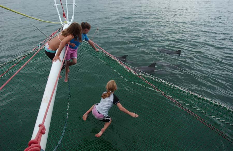 Nelson Bay: Dolphin Watch Cruise and Sail - Why this Nelson Bay cruise is worth your time