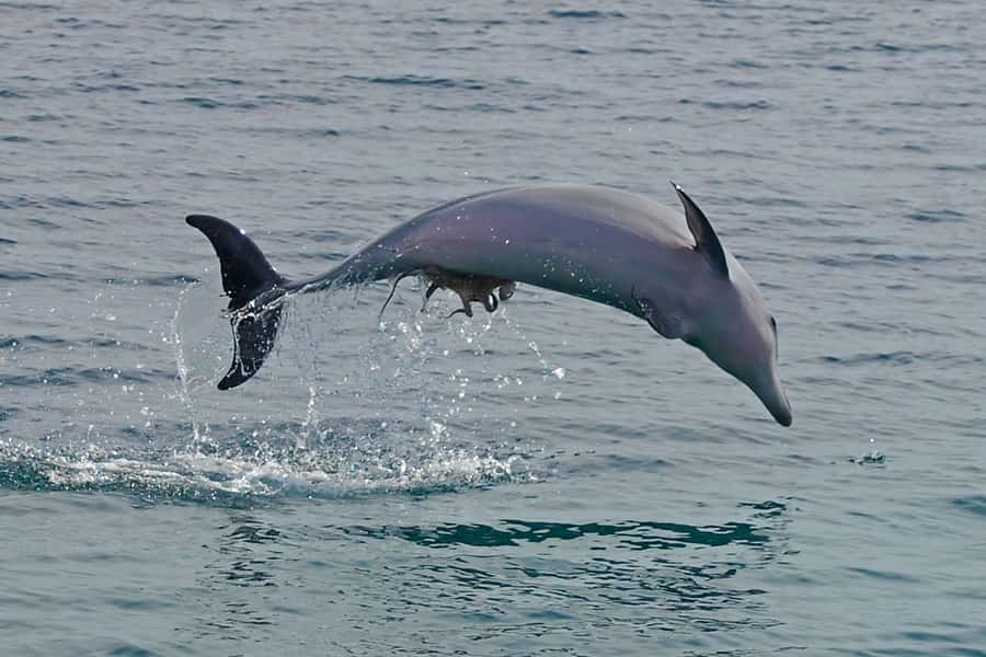 Nelson Bay: Dolphin Watch Cruise and Sail - From d’Albora Marina to the open water