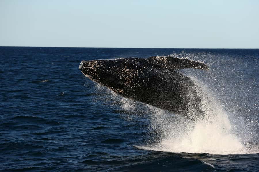 Nelson Bay: Whale and Dolphin Watching Catamaran Cruise - Key points to know before you book
