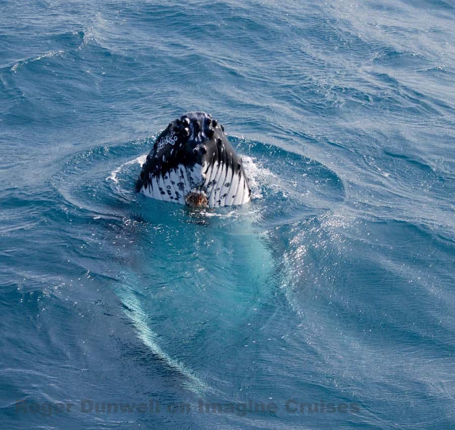 Nelson Bay: Whale and Dolphin Watching Catamaran Cruise - Setting out from dAlbora Nelson Bay