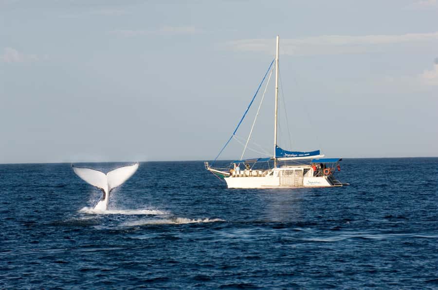 Nelson Bay: Whale and Dolphin Watching Catamaran Cruise - Dolphins, seals, and seabirds between whale sightings