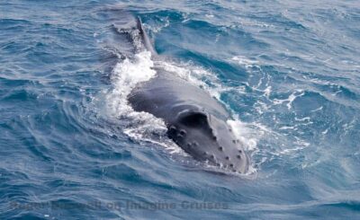 Nelson Bay: Whale and Dolphin Watching Catamaran Cruise