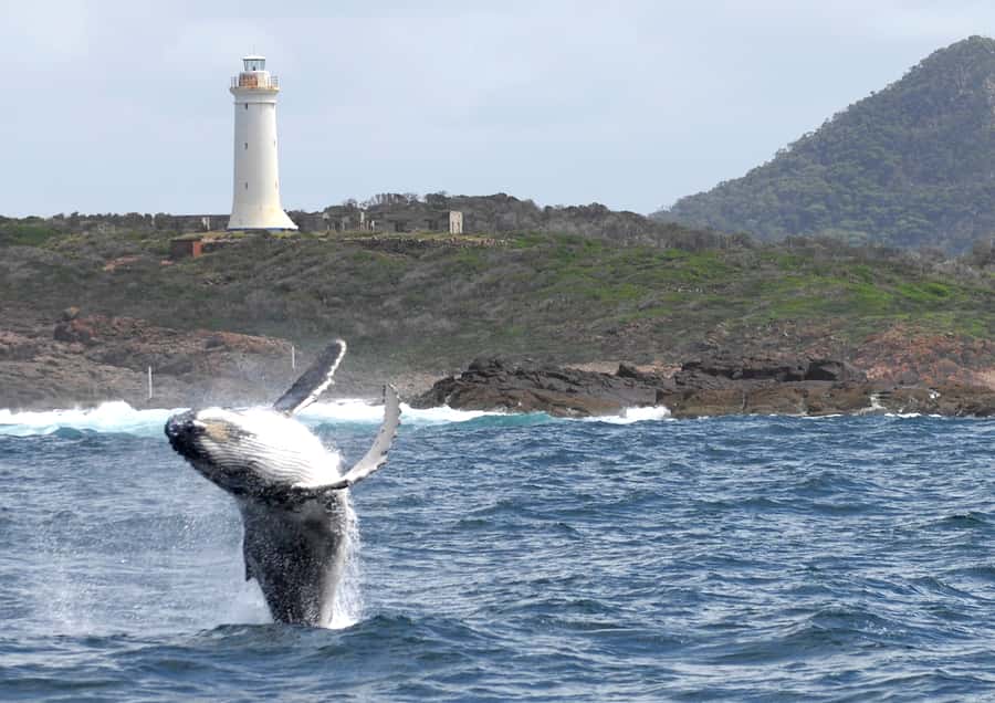 Nelson Bay: Whale and Dolphin Watching Catamaran Cruise - Commentary that keeps the search interesting