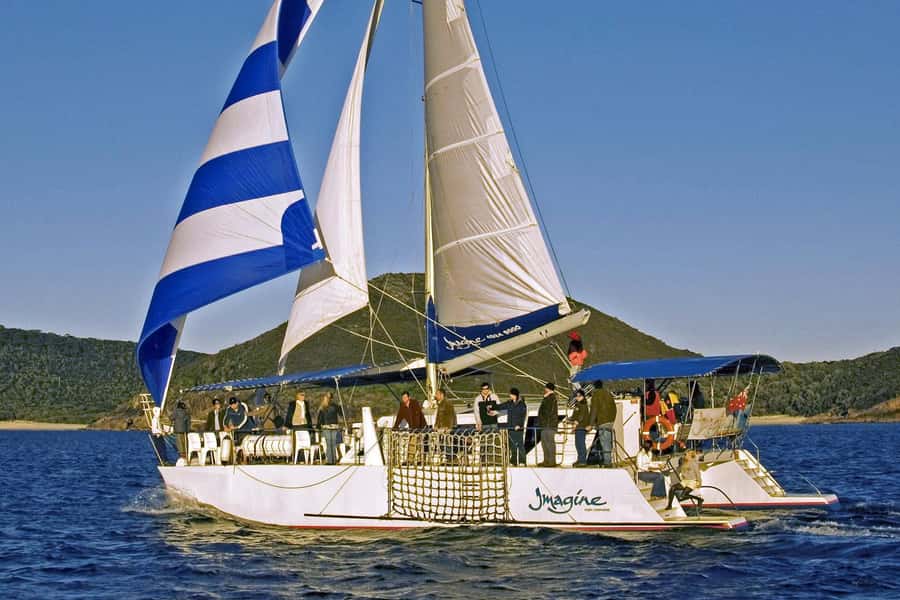 Nelson Bay: Whale and Dolphin Watching Catamaran Cruise - Booking details worth planning around