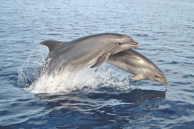 NEW Lagos-Watching Dolphins and Benagil Cave with Biologists - Why Combine Dolphins With Benagil Cave?