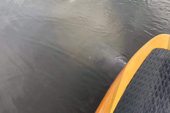 New Smyrna Dolphin and Manatee Kayak and SUP Adventure Tour - Paddling beyond New Smyrna Beach