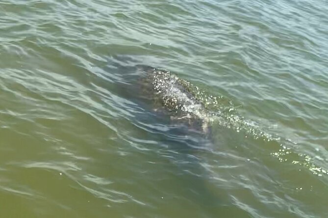 New Smyrna Dolphin and Manatee Kayak and SUP Adventure Tour - What the two-hour route feels like