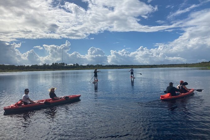 New Smyrna Dolphin and Manatee Kayak and SUP Adventure Tour - Your chances of seeing dolphins and manatees