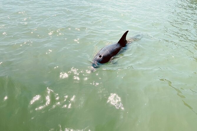 New Smyrna Dolphin and Manatee Kayak and SUP Adventure Tour - The guides make the difference