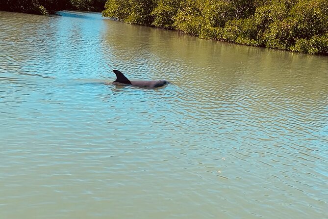 New Smyrna Dolphin and Manatee Kayak and SUP Adventure Tour - Is the $65 price fair?