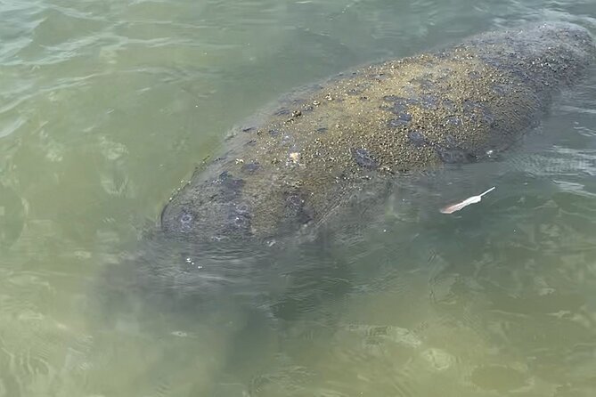 New Smyrna Dolphin and Manatee Kayak and SUP Adventure Tour - Final call: book it for the paddle, not the promise