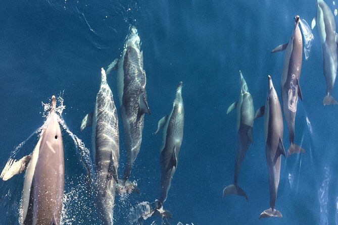 Newcastle: Port Stephens day tour - Dolphins, hike & swim! - How the schedule feels from start to finish