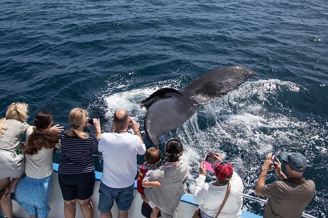 Newport Beach: Whale and Dolphin-Watching Cruise - What this Newport Beach cruise is really like